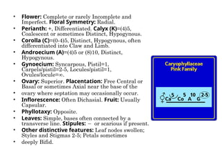• Flower: Complete or rarely Incomplete and
Imperfect. Floral Symmetry: Radial.
• Perianth: +, Differentiated. Calyx (K)=(4)5,
Coalescent or sometimes Distinct, Hypogynous.
• Corolla (C)=(0-4)5, Distinct, Hypogynous, often
differentiated into Claw and Limb.
• Androecium (A)=(4)5 or (8)10, Distinct,
Hypogynous.
• Gynoecium: Syncarpous, Pistil=1,
Carpels/pistil=2-5, Locules/pistil=1,
Ovules/locule=∞.
• Ovary: Superior. Placentation: Free Central or
Basal or sometimes Axial near the base of the
• ovary where septation may occasionally occur.
• Inflorescence: Often Dichasial. Fruit: Usually
Capsular.
• Phyllotaxy: Opposite.
• Leaves: Simple, bases often connected by a
transverse line. Stipules: −or scarious if present.
• Other distinctive features: Leaf nodes swollen;
Styles and Stigmas 2-5; Petals sometimes
• deeply Bifid.
 