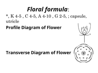 Floral formula:
*, K 4-5 , C 4-5, A 4-10 , G 2-5, ; capsule,
utricle
Profile Diagram of Flower
Transverse Diagram of Flower
 