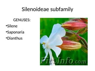 Silenoideae subfamily
GENUSES:
•Silene
•Saponaria
•Dianthus
 