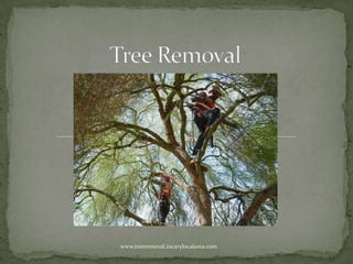 Tree Removal www.treeremoval.incarylocalarea.com 