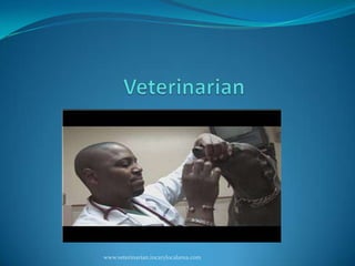 Veterinarian www.veterinarian.incarylocalarea.com 