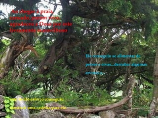 Ao chegar à praia, cansado, porém vivo, agradeceu a Deus por este livramento maravilhoso com muito esforço conseguiu construir uma casinha para ele . Ele conseguiu se alimentar de peixes e ervas...derrubar algumas arvores e...   