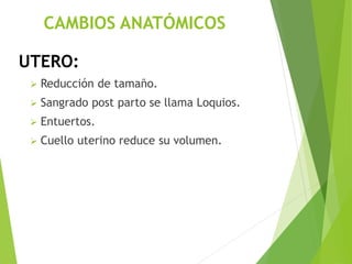 CAMBIOS ANATÓMICOS 
UTERO: 
 Reducción de tamaño. 
 Sangrado post parto se llama Loquios. 
 Entuertos. 
 Cuello uterino reduce su volumen. 
 