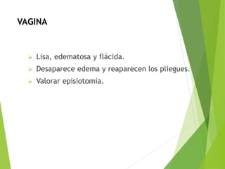 VAGINA 
 Lisa, edematosa y flácida. 
 Desaparece edema y reaparecen los pliegues. 
 Valorar episiotomia. 
 