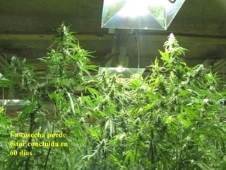 La cosecha puede estar concluida en 60 días 