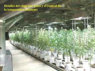 Detalles del riego por goteo y el control de la temperatura ambiente 