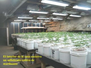 El interior de la casa encierra un sofisticado cultivo de marihuana 