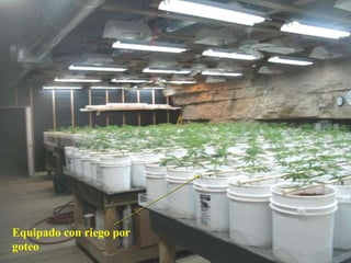 Equipado con riego por goteo 