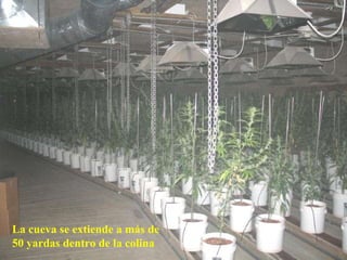 La cueva se extiende a más de 50 yardas dentro de la colina 