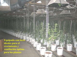 Equipado con luces ideales para el crecimiento y ventilación óptima para las plantas 