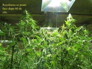 Recoltarea se poate face dupa 60 de zile. 