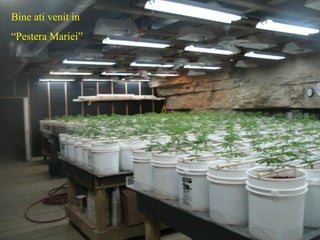 Bine ati venit in “ Pestera Mariei” 