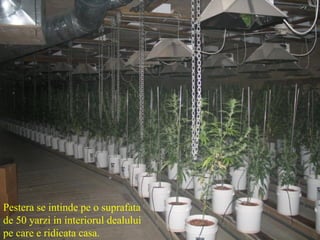 Pestera se intinde pe o suprafata de 50 yarzi in interiorul dealului pe care e ridicata casa. 