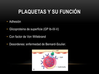 PLAQUETAS Y SU FUNCIÓN
• Adhesión

• Glicoproteina de superficie (GP Ib-IX-V)

• Con factor de Von Willebrand

• Desordene...