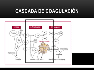 CASCADA DE COAGULACIÓN
• Fase de propagación

• Trombina

• endotelio

• Plaquetas

• Citoquinas y células inflamatorias

...