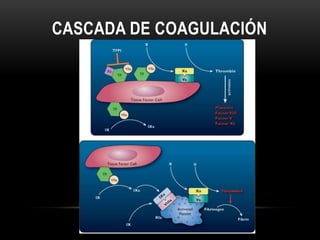 CASCADA DE COAGULACIÓN
             Fases            Células         Proteínas de
                                        ...