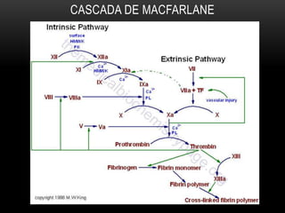 CASCADA DE MACFARLANE
 