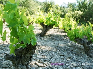 BODEGAS LA CASA DE LÚCULO
 