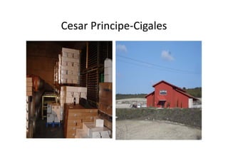 Cesar Principe‐Cigales
Cesar Principe Cigales
 