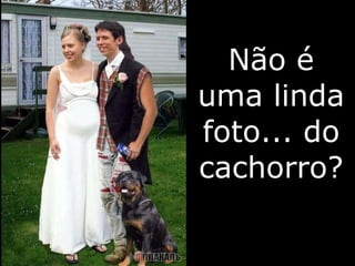 Não é uma linda foto... do cachorro? 