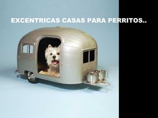 EXCENTRICAS CASAS PARA PERRITOS.. 