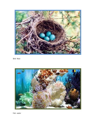 Casas Dos Animais Flashcards