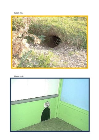 Casas Dos Animais Flashcards