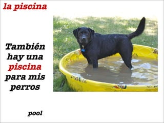 la piscina Tambi én hay una  piscina  para mis perros pool 