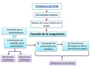 1.Formación del
activador de la
protrombina
2. Conversión de
protrombina en
trombina
Cascada de la coagulación
3. Conversión del
fibrinógeno en fibrina:
formación del coagulo
Ruptura del vaso o lesión de la
sangre
formación de la
protrombinasa
Mecanismo o vía Común
Mecanismo
Extrínseco
Mecanismo
intrínseco
 
