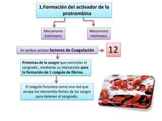 Mecanismo
Extrínseco
Mecanismo
intrínseco
En ambos actúan factores de Coagulación
Proteínas de la sangre que controlan el
sangrado., mediante su interacción para
la formación de 1 coágulo de fibrina.
El coágulo funciona como una red que
atrapa los elementos fomes de las sangre
para detener el sangrado.
12
1.Formación del activador de la
protrombina
 