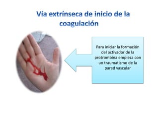 Para iniciar la formación
del activador de la
protrombina empieza con
un traumatismo de la
pared vascular
 
