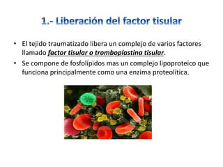 • El tejido traumatizado libera un complejo de varios factores
llamado factor tisular o tromboplastina tisular.
• Se compone de fosfolípidos mas un complejo lipoproteico que
funciona principalmente como una enzima proteolítica.
 