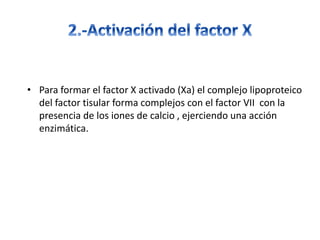 • Para formar el factor X activado (Xa) el complejo lipoproteico
del factor tisular forma complejos con el factor VII con la
presencia de los iones de calcio , ejerciendo una acción
enzimática.
 
