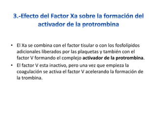 • El Xa se combina con el factor tisular o con los fosfolípidos
adicionales liberados por las plaquetas y también con el
factor V formando el complejo activador de la protrombina.
• El factor V esta inactivo, pero una vez que empieza la
coagulación se activa el factor V acelerando la formación de
la trombina.
 