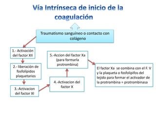 Traumatismo sanguíneo o contacto con
colágeno
1.- Activación
del factor XII
2.- liberación de
fosfolípidos
plaquetarios
3.-Activacion
del factor XI
4.-Activacion del
factor X
5.-Accion del factor Xa
(para formarla
protrombina)
El factor Xa se combina con el F. V
y la plaqueta o fosfolipifos del
tejido para formar el activador de
la protrombina = protrombinasa
 