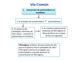 1.-El activador de la protrombina = protrombinasa
2. Conversión de protrombina en
trombina
2.-En presencia de
cantidades suficientes de
Ca2+ iónico , convierte la
protrombina en trombina
3.-la trombina polimeriza las
moléculas de fibrinógeno en
fibras de fibrina en un lapso
de 10 a 15 segundos
Fibrinógeno: proteína de peso molecular alto
que en el plasma esta en cantidades de 100 a
170 mg/dl se forma en el hígado, una
enfermedad en el puede disminuir la
concentración de fibrinógeno.
 