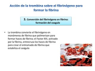• La trombina convierte el fibrinógeno en
monómeros de fibrina que polimerizan para
formar haces de fibrina; el Factor XIII, activado
por la fibrina, entrecruza los haces de fibrina
para crear el entramado de fibrina que
estabiliza el coágulo
3. Conversión del fibrinógeno en fibrina:
formación del coagulo
 