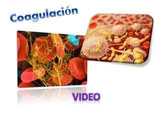 Cascada de coagulacion 1