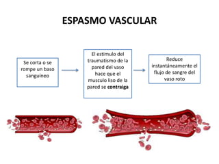 ESPASMO VASCULAR
El estimulo del
traumatismo de la
pared del vaso
hace que el
musculo liso de la
pared se contraiga
Se corta o se
rompe un baso
sanguíneo
Reduce
instantáneamente el
flujo de sangre del
vaso roto
 