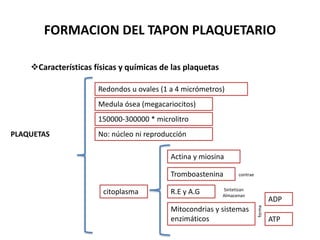 FORMACION DEL TAPON PLAQUETARIO
Características físicas y químicas de las plaquetas
PLAQUETAS
Redondos u ovales (1 a 4 micrómetros)
Medula ósea (megacariocitos)
150000-300000 * microlitro
No: núcleo ni reproducción
citoplasma
Actina y miosina
Tromboastenina
R.E y A.G
Mitocondrias y sistemas
enzimáticos
contrae
Sintetizan
Almacenan
ADP
ATP
forma
 