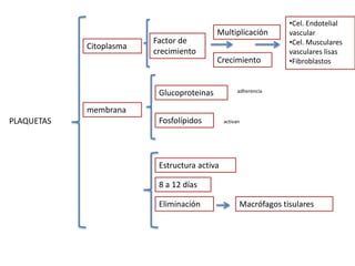 PLAQUETAS
Citoplasma
Factor de
crecimiento
Crecimiento
Multiplicación
•Cel. Endotelial
vascular
•Cel. Musculares
vasculares lisas
•Fibroblastos
membrana
Glucoproteinas
Fosfolípidos
Estructura activa
8 a 12 días
Eliminación Macrófagos tisulares
adherencia
activan
 