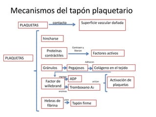 Mecanismos del tapón plaquetario
PLAQUETAS
Superficie vascular dañadacontacto
PLAQUETAS
hincharse
Proteínas
contráctiles
Factores activos
Gránulos Pegajosos Colágeno en el tejido
Factor de
willebrand
ADP
Tromboxano A2
Activación de
plaquetas
Hebras de
fibrina
Tapón firme
Contraen y
liberan
enzimas
segrega
actúan
Adhieren
unen
 