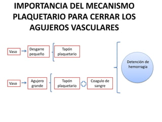 IMPORTANCIA DEL MECANISMO
PLAQUETARIO PARA CERRAR LOS
AGUJEROS VASCULARES
Vaso
Desgarre
pequeño
Tapón
plaquetario
Vaso
Agujero
grande
Tapón
plaquetario
Coagulo de
sangre
Detención de
hemorragia
 