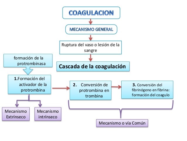 Cascada de coagulacion 1