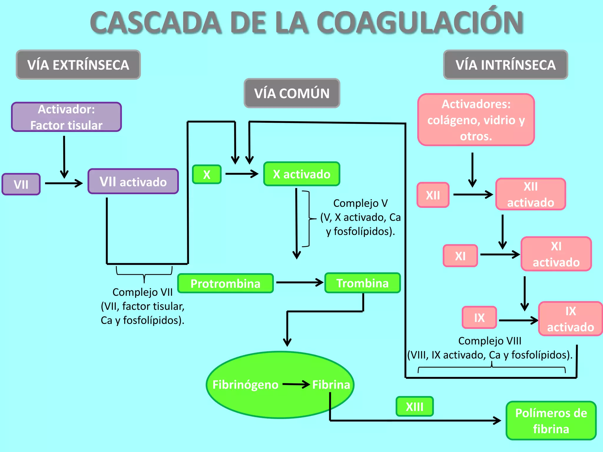 Cascada de la coagulación | PPTX
