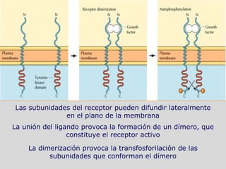 Las subunidades del receptor pueden difundir lateralmente
              en el plano de la membrana
La unión del ligando provoca la formación de un dímero, que
                 constituye el receptor activo

    La dimerización provoca la transfosforilación de las
          subunidades que conforman el dímero
 