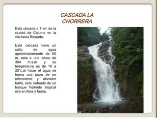 CASCADA LA CHORRERAEsta ubicada a 7 km de la ciudad de Caluma en la vía hacia Ricaurte.Esta cascada tiene un salto de agua aproximadamente de 65 m, esta a una altura de 394 m.s.m y su temperatura es de 18 a 22°c,al hacer el agua se forma una poza de un refrescante y aliviador baño, esta rodeado de un bosque húmedo tropical rico en flora y fauna.