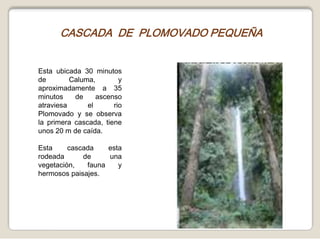 CASCADA  DE  PLOMOVADO PEQUEÑAEsta ubicada 30 minutos de Caluma, y aproximadamente a 35 minutos de ascenso atraviesa el rio Plomovado y se observa la primera cascada, tiene unos 20 m de caída.Esta cascada esta rodeada de una vegetación, fauna y hermosos paisajes. 