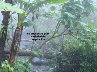 Se encuentra gran
   variedad de
    vegetación
 