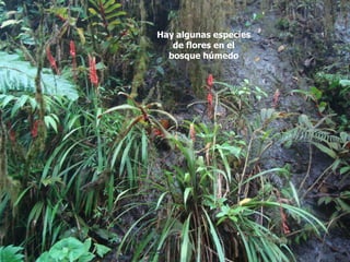 Hay algunas especies
   de flores en el
  bosque húmedo
 